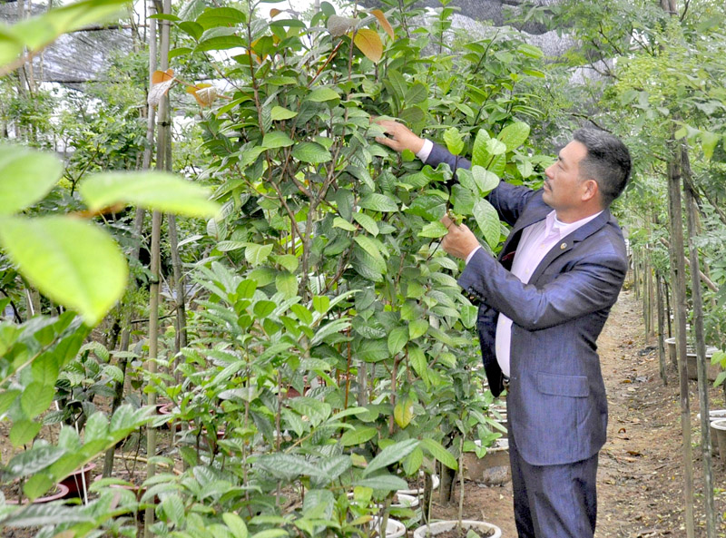 Công ty TNHH Thương mại dịch vụ và XNK Quy Hoa  ở huyện Hải Hà đầu tư trồng và sản xuất  trà hoa vàng tham gia chuỗi phát triển sản phẩm OCOP  định hướng cấp quốc gia năm 2020..