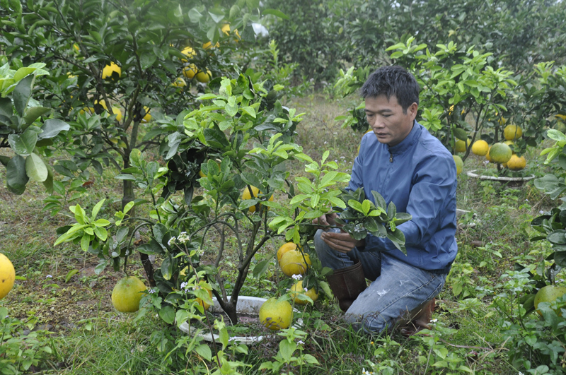 Qua lớp đào tạo nghề cho lao động nông thôn, anh Dương Hữu Trung, thôn Hải Đông, xã Quảng Thành (Hải Hà) đầu tư vườn bưởi cho hiệu quả kinh tế cao.