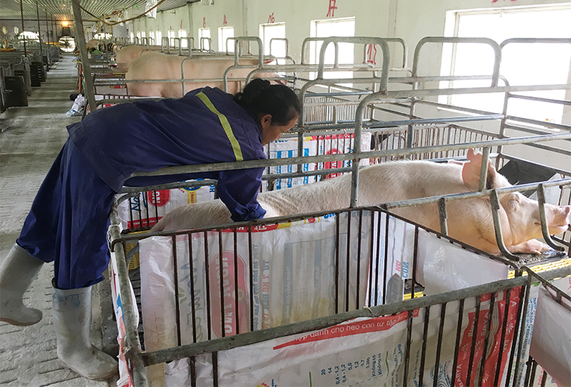 Lợn nái sinh sản của Công ty CP Khai thác khoáng sản Thiên Thuận Tường được nuôi trong chuồng kín, có hệ thống điều chỉnh nhiệt, được theo dõi thường xuyên.