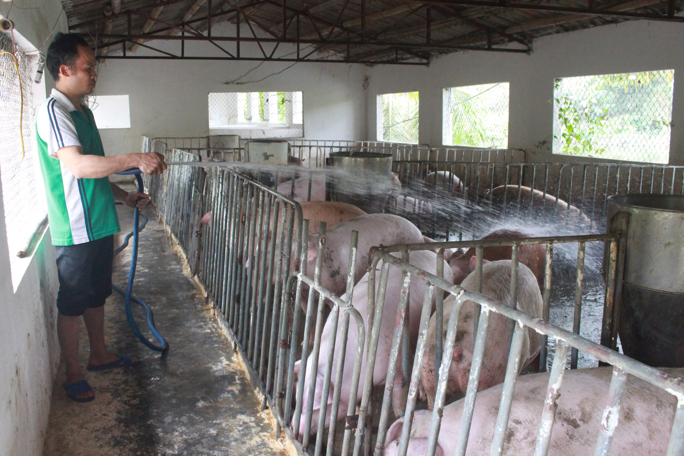 Hộ anh Vũ Văn Diên, ở khu Lâm Sinh II, phường Minh Thành, TX Quảng Yên thường xuyên thực hiện vệ sinh chuồng trại chăn nuôi (Ảnh: Ánh Tuyết - CTV)