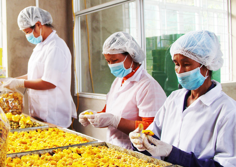 Công nhân chế biến trà hoa vàng tại Công ty CP Kinh doanh lâm sản Đạp Thanh.