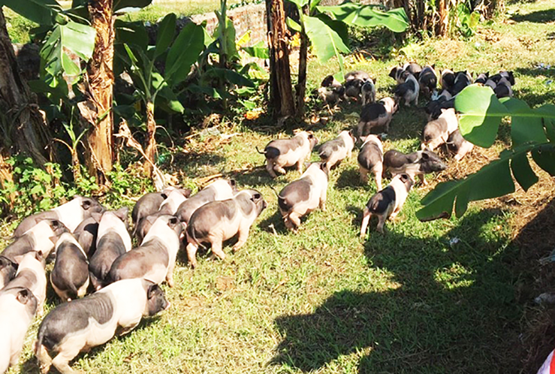 Đàn lợn giống gốc Móng Cái tại Công ty TNHH phát triển nông lâm ngư Quảng Ninh