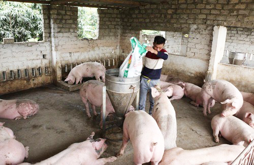 Đàn lợn nhà anh Anh Bùi Thanh Lâm, phường Phương Nam, TP Uông Bí tái đàn từ tháng 10/2019