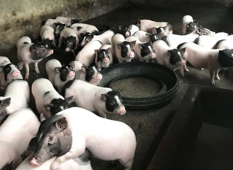Lợn giống Móng Cái có nhiều ưu thế về sức đề kháng, được thị trường tiêu dùng lớn, tuy nhiên hiện cung chưa đủ cầu
