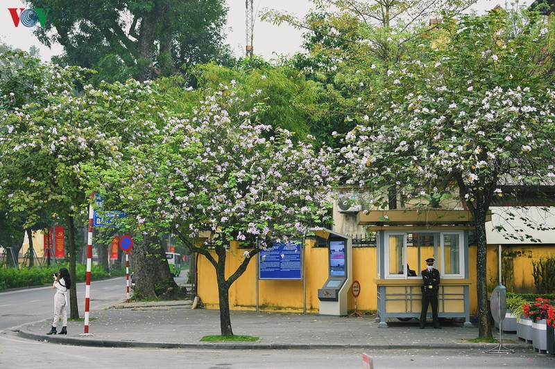 Những ngày này, Hà Nội bỗng đẹp dịu dàng khi từng góc phố đều được tô điểm bởi sắc trắng, sắc tím của hoa ban Tây Bắc.
