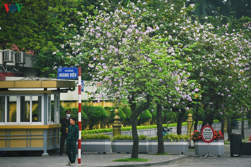 Hoa ban có nhiều loài nhưng được trồng phố biến ở Hà Nội là những cây cho hoa tím pha trắng.