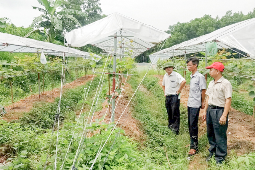 Chủ động chuyển đổi cây trồng sang sản xuất nho đen, áp dụng khoa học kỹ thuật là hướng đi mới của nhiều nông dân xã Cộng Hòa (TP Cẩm Phả) để tăng thu nhập.
