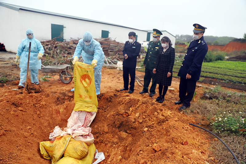 Các lực lượng chức năng trên địa bàn huyện Bình Liêu tiêu hủy 305 kg thịt lợn không rõ nguồn gốc bắt giữ được vào ngày 5/2/2020. Ảnh : La Nhung (TTTT-VH Bình Liêu)bat gi mung 5-2, la nhung