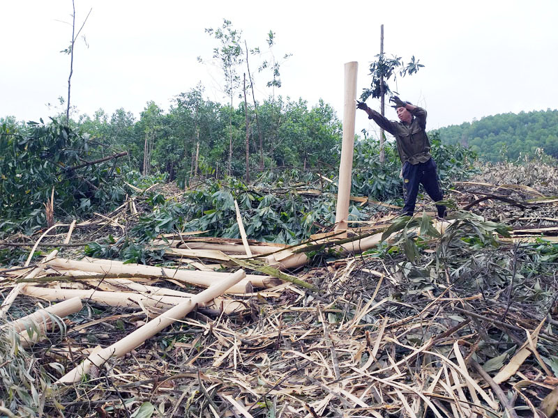 Người dân xã Đài Xuyên (Vân Đồn) khai thác gỗ rừng trồng