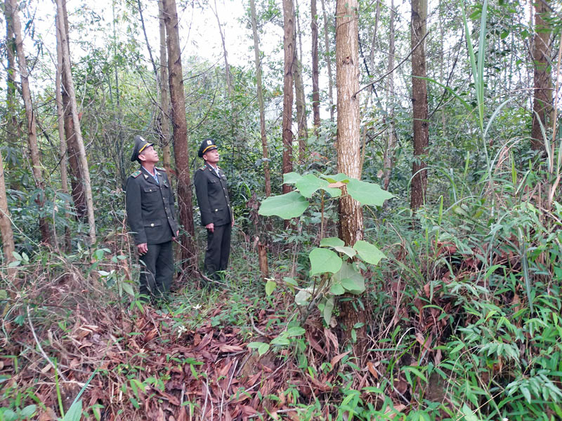 Cán bộ Hạt Kiểm Lâm huyện Hoành Bồ tuần tra, kiểm soát bảo vệ rừng tại thôn Khe Ngái, xã Đoàn Kết (Vân Đồn