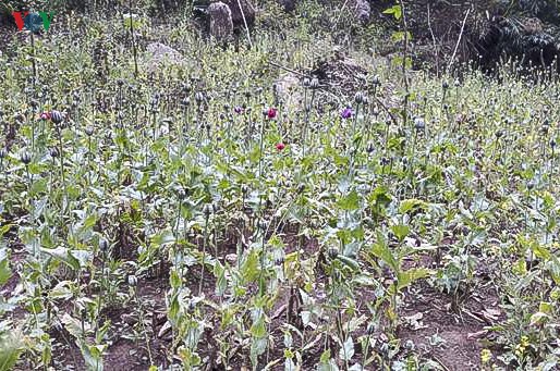  Khu vực phát hiện số diện tích trồng cây thuốc phiện nằm sâu trong rừng, địa hình rất hiểm trở, đi lại khó khăn.