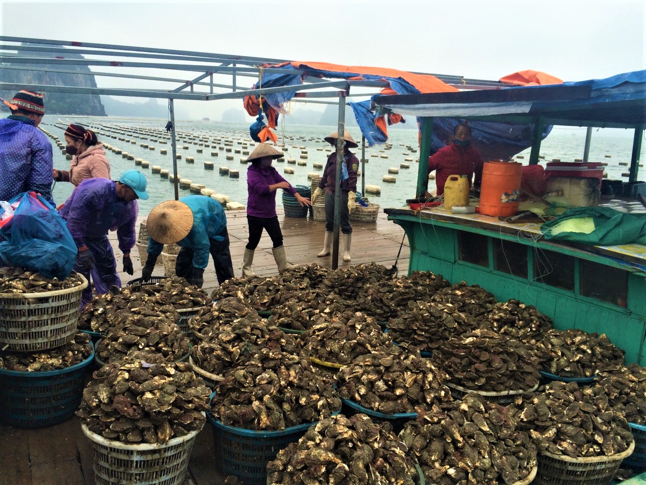 Do ảnh hưởng của dịch Covid-19, khoảng 7.000 tấn hàu của người dân huyện Vân Đồn không thể xuất khẩu. 