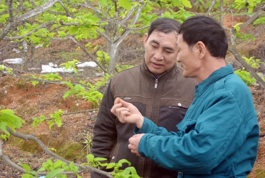 Với nắm chắc tỷ mỉ cây na nên CCB Lê Hồng Thắng được rất nhiều đồng đội đến học hỏi kinh nghiệm về mô hình trồng na.