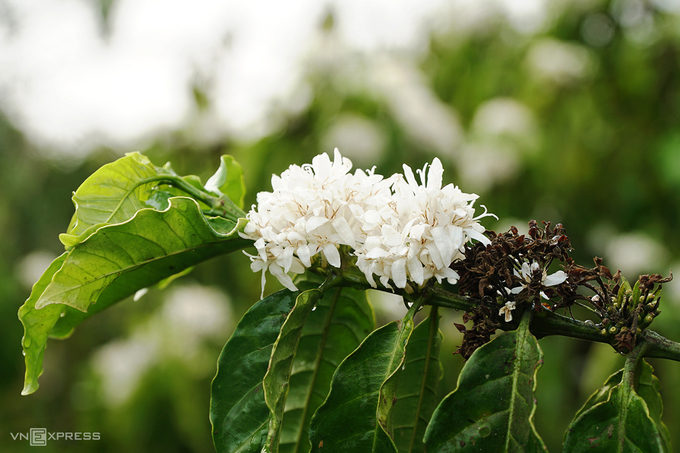 Hoa cà phê là nét đặc trưng của Tây Nguyên. Mỗi năm hoa thường nở khoảng 2-3 đợt, từ tháng 12 đến tháng 3 năm sau, mỗi đợt dài từ 7 đến 10 ngày nên không phải ai cũng có cơ hội được chiêm ngưỡng. Nhiều nơi trồng cây cà phê, nhưng Pleiku (Gia Lai) và Buôn Ma Thuột (Đắk Lắk) là nơi có những rừng hoa cà phê lớn nhất. Chỉ qua một đêm, những cánh rừng cà phê xanh chuyển hoa trắng dưới bầu trời trong xanh và cái nắng dịu nhẹ. Hoa cà phê nở thành từng chùm, mùi hương dịu nhẹ lan toả, quyến rũ ong bướm khắp nơi bay về hút mật. Ảnh: Phong Vinh.