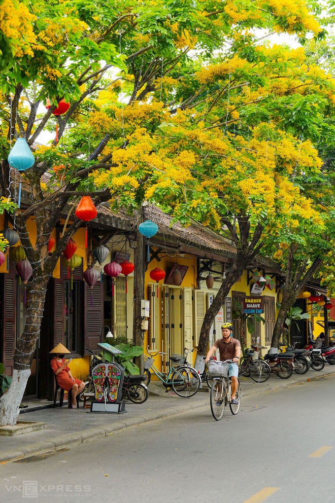 Du khách đạp xe tham quan phố cổ trong mùa hoa sưa vàng.