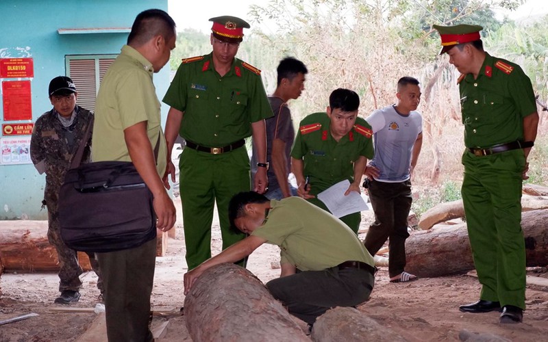 Lực lượng CSMT Công an tỉnh Đắk Lắk kiểm đếm và xác định chủng loại gỗ