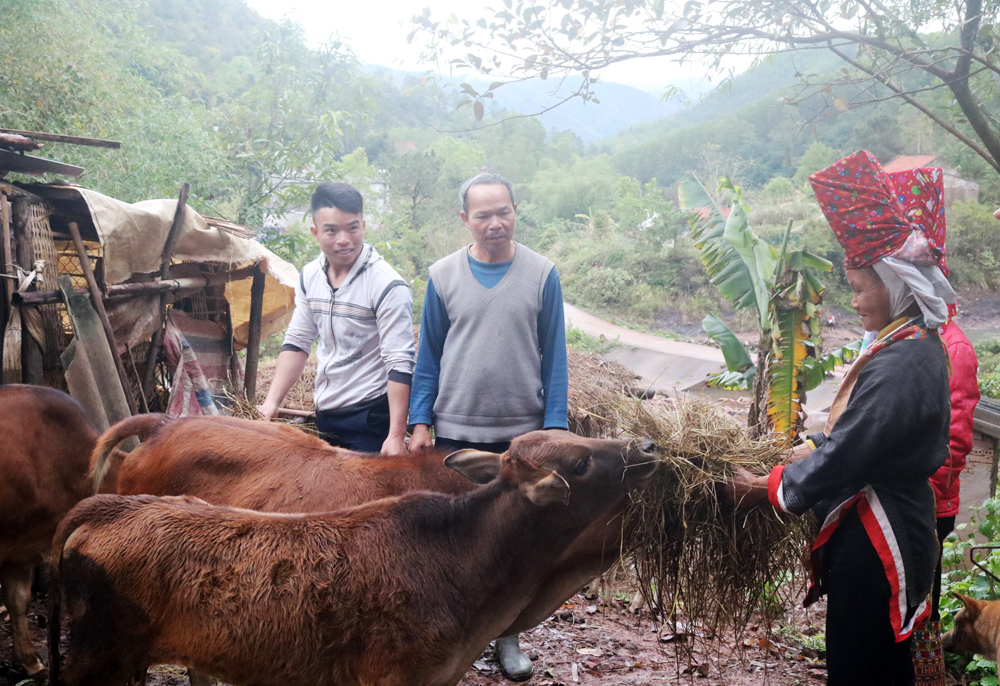 Mô hình nuôi bò sinh sản từ nguồn hỗ trợ phát triển sản xuất, giảm nghèo bền vững của gia đình ông Phùn Tắc Coóng, thôn Phiêng Sáp, xã Đồng Tâm (Bình Liêu).