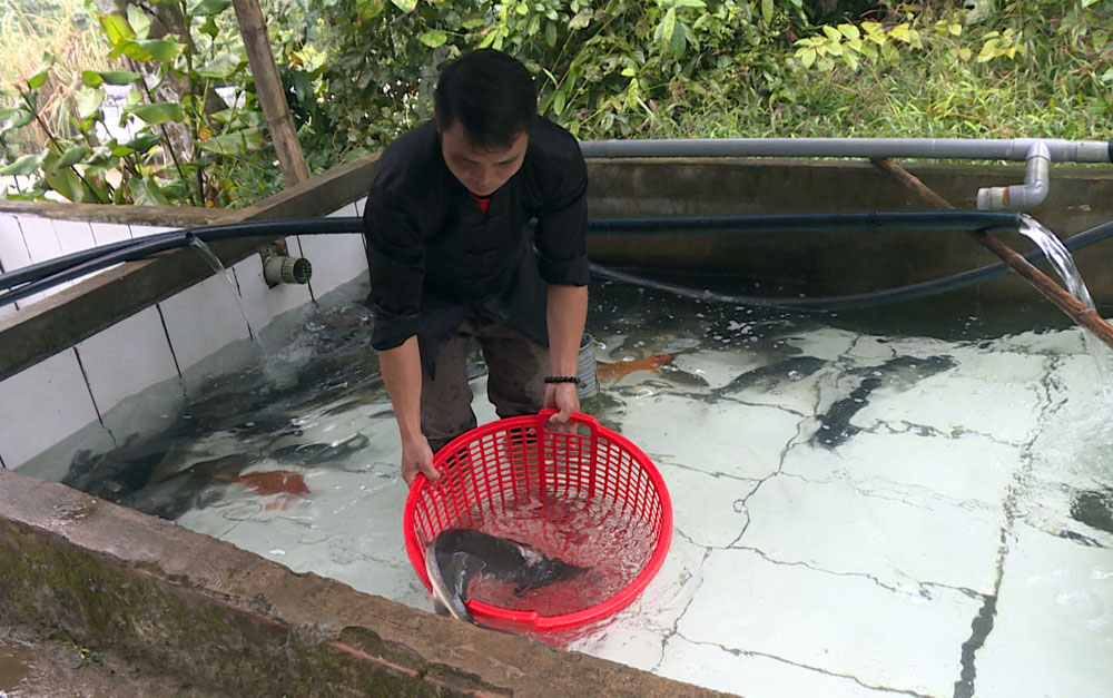 Mô hình nuôi cá nước lạnh tại thôn Khe Tiền, xã Đồng Văn (Bình Liêu)