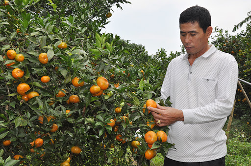 Mô hình trồng cam của gia đình anh Trần Văn Hậu, Giám đốc HTX Nông trang Vạn Yên. Ảnh: Thanh Hằng