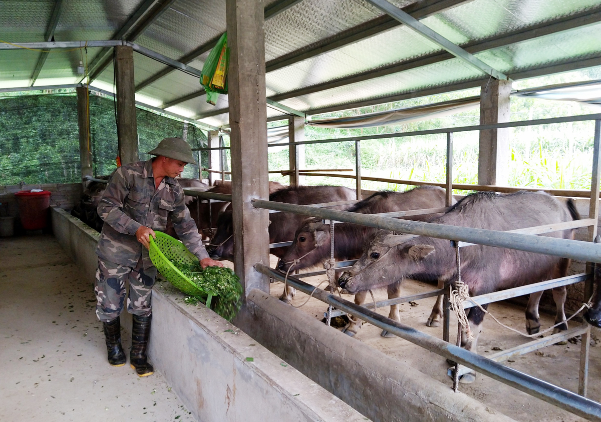 Được sự hỗ trợ của Nhà nước, anh Nguyễn Văn Trọng, thôn Làng Mô, xã Đồn Đạc, Ba Chẽ, đã đầu tư 17 con trâu giống để phát triển mô hình nuôi trâu thương phẩm.