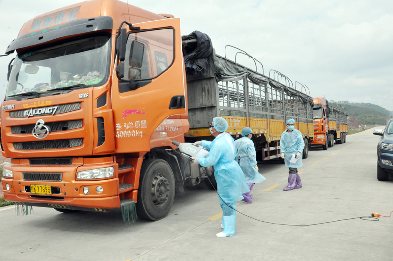 Doanh nghiệp xuất khẩu hàng hóa qua lối mở cầu phao tạm km3+4 (TP Móng Cái) hực hiện các biện pháp phun tiêu độc khử trùng theo quy định.