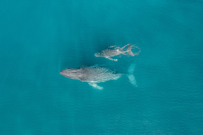 Bức ảnh “Family” (Gia đình) của tác giả người Australia Ben Mack đạt giải nhì, chụp cá voi mẹ và con mới sinh trên vùng biển phía đông Australia đang di cư về phương Nam.