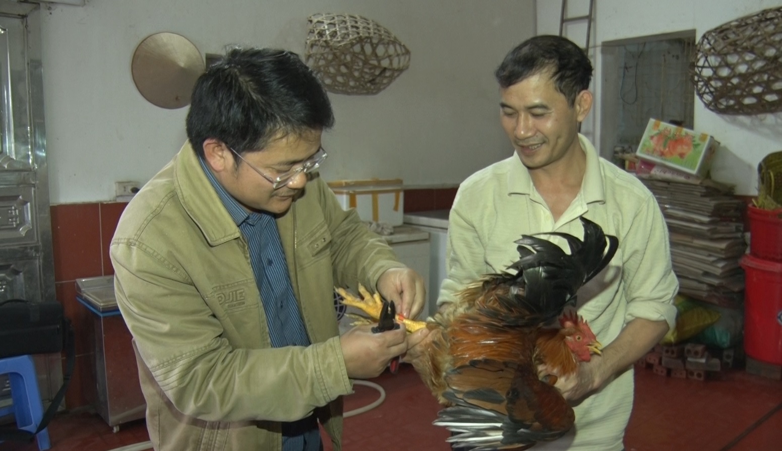 Đồng chí Lý Văn Thắng, Phó Trưởng phòng Kinh tế - Hạ tầng huyện Tiên Yên hướng dẫn người dân đeo nhẫn truy xét nguồn gốc cho gà