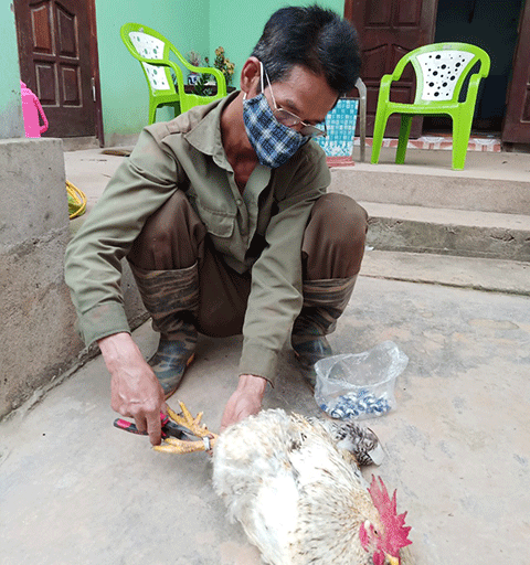 Anh Nguyễn Văn Tuấn đang tiến hành đeo nhẫn cho đàn gà của gia đình 