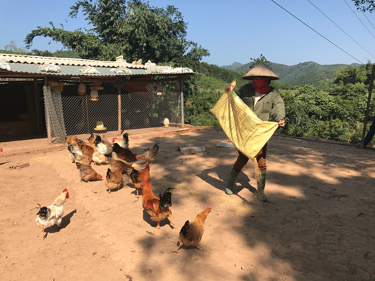 Chị Đặng Thị Hiền, cư trú tại xã Hà Lâu đang chăm sóc đàn gà của gia đình 