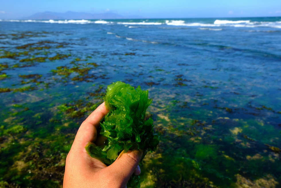 Rêu phủ xanh phần lớn bãi biển thôn Từ Thiện. Loại rêu này thường được người dân thu hái là thức ăn cho tôm - Ảnh: ĐÌNH CƯƠNG