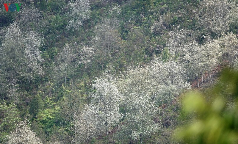 Tháng 3, hoa Sơn tra bật bông bừng sáng núi rừng.