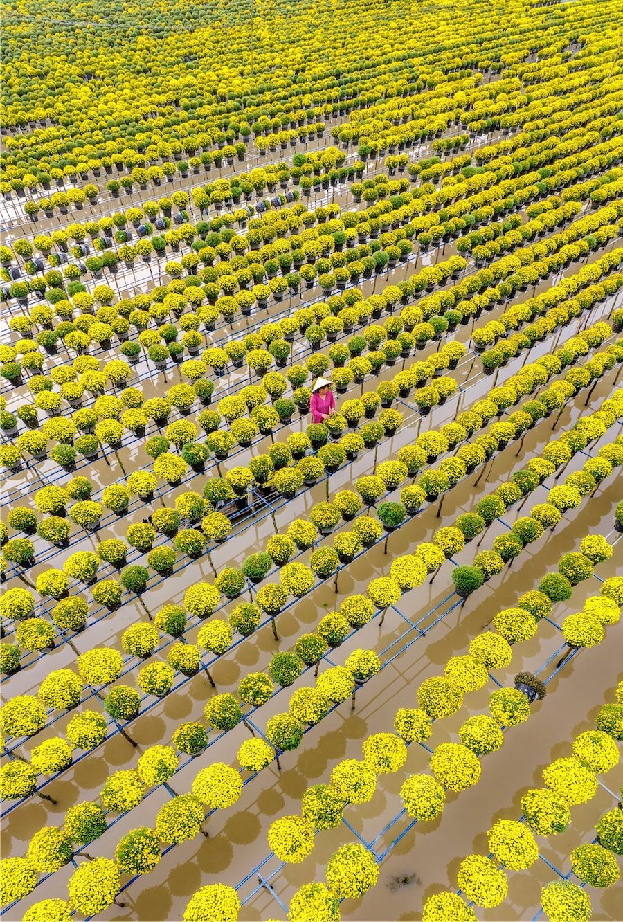 Hình ảnh quen thuộc của các vườn trồng hoa ở làng hoa Sa Đéc, một điểm du lịch nổi tiếng của tỉnh Đồng Tháp. Ảnh có tên “Hoa trên nước” do Thuần Võ chụp.