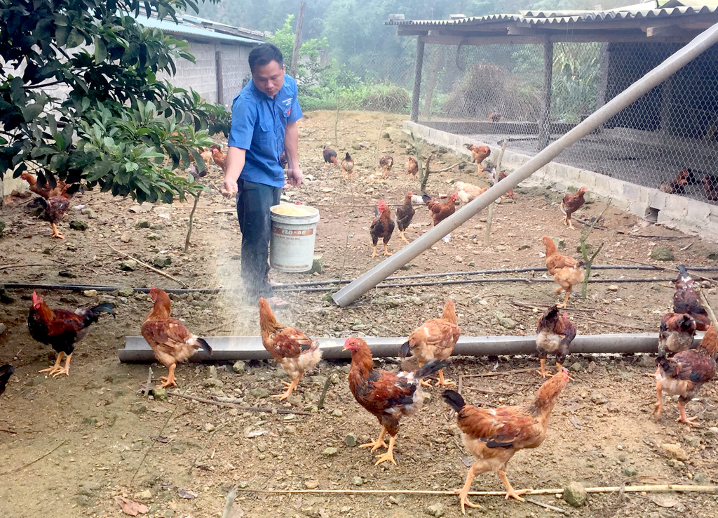 Anh Triệu Kim Phượng, xã Đồn Đạc, huyện Ba Chẽ phát triển kinh tế với mô hình nuôi gà 
