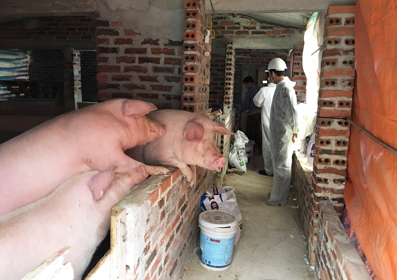 Chi cục Chăn nuôi và Thú y tỉnh kiểm tra công tác tái đàn tại trang trại tại phường Minh Thành, TX Quảng Yên, tháng 12/2019. Ảnh: Minh Đức.