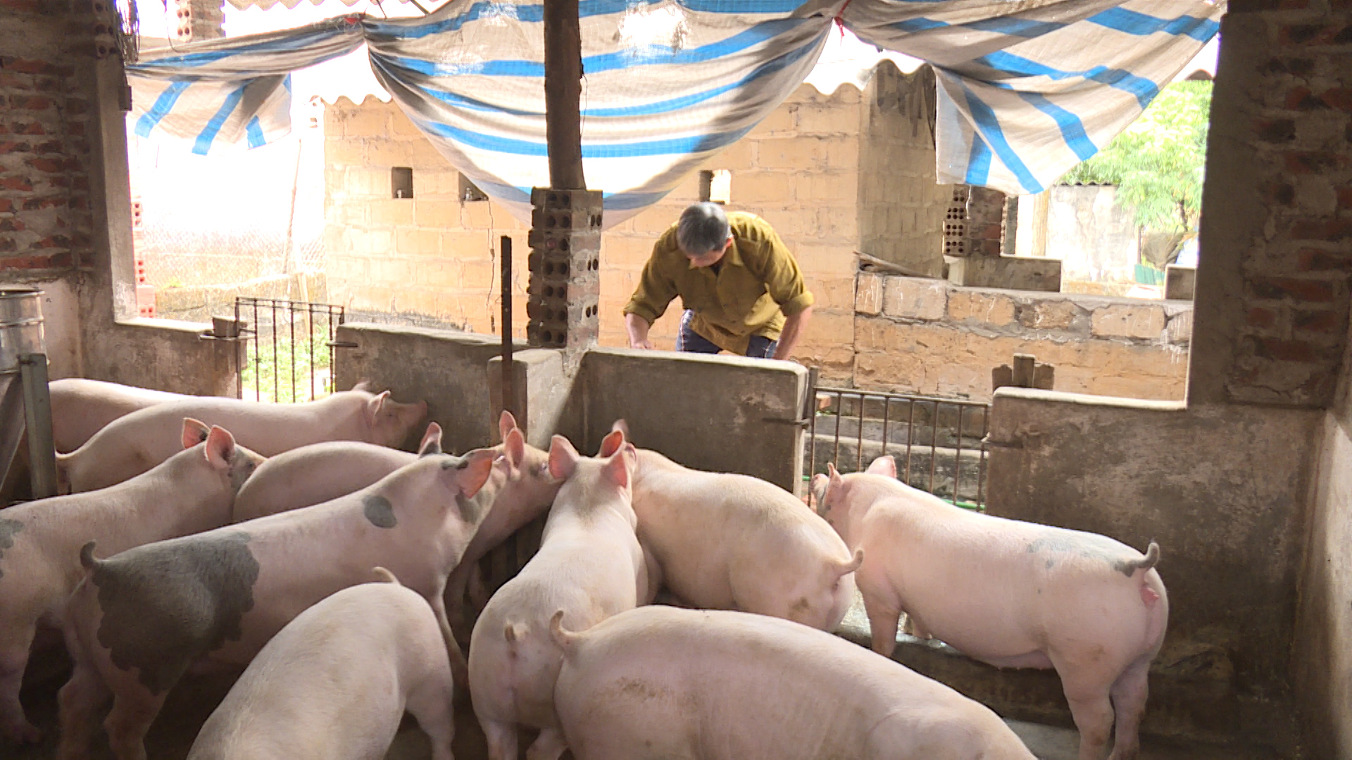 Hộ chăn nuôi tại phường Tràng An, TX Đông Triều tái đàn lợn sau dịch tả châu Phi. Ảnh: Hải Hà