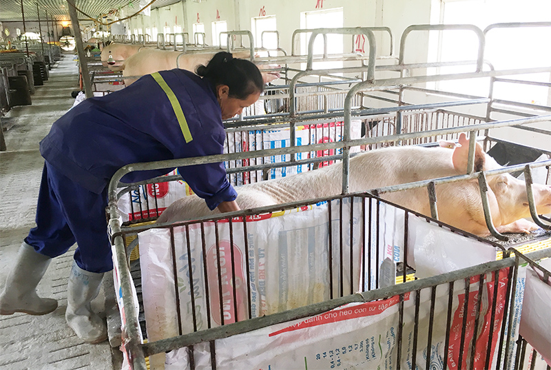 Chăn nuôi lợn nái công nghệ cao tại Công ty CP Khai thác khoáng sản Thiên Thuận Tường (TP Cẩm Phả). Ảnh: Cao Quỳnh
