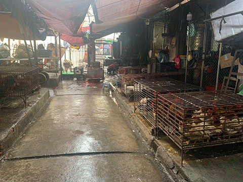 Bên trong chợ thì tạm bợ, mặt đất cũng ẩm ướt bốc mùi hôi rất khó chịu do chợ xuống cấp nghiêm trọng. 