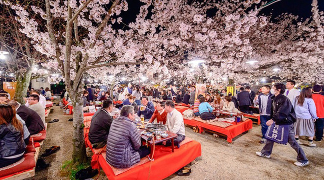 Lễ hội ngắm hoa anh đào (Hanimi) tại Nhật Bản hàng năm đều thu hút rất đông du khách tham quan cả trong nước lẫn quốc tế tìm đến. 