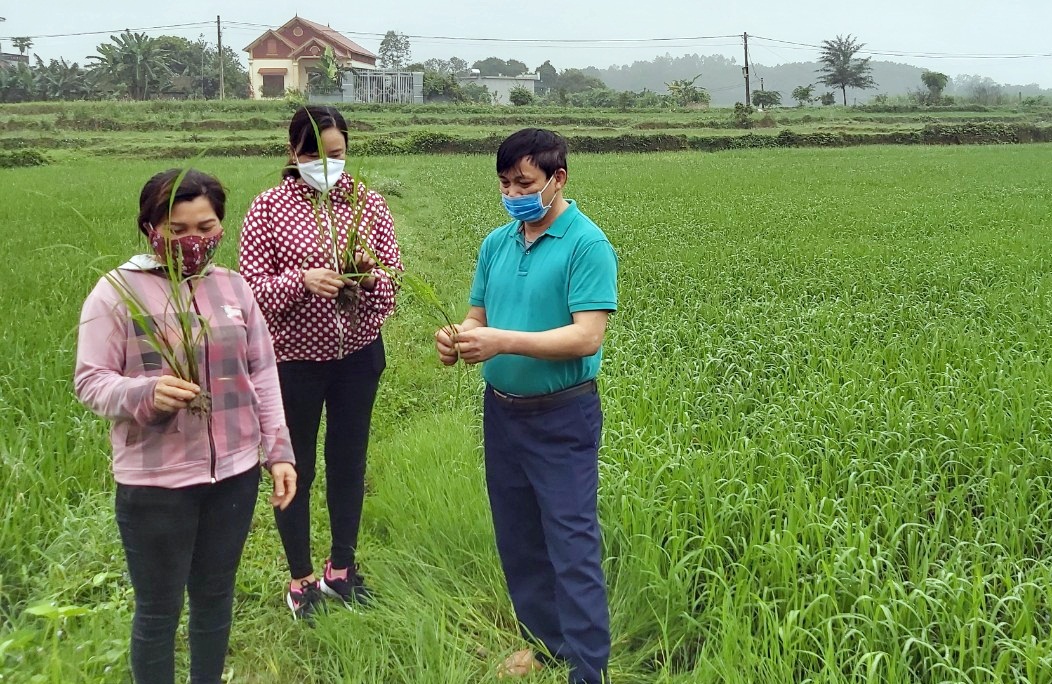 Ông Nguyễn Văn Quế hướng dẫn dẫn kỹ thuật trồng, phòng tránh sâu bệnh để giống lúa gạo lức đạt năng suất cao. 