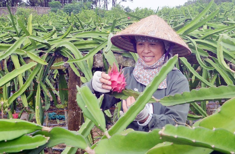 Lao động chăm sóc vườn thanh long ruột đỏ của gia đình ông Đoàn Quang Ngọc ở khu Tân Lập 2, phường Phương Đông (TP Uông Bí)