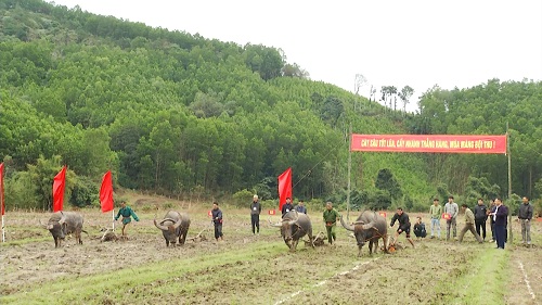 Người dân tham gia thi cày tại Lễ hội Lồng Tồng xã Lương Mông, huyện Ba Chẽ (Ảnh chụp tháng 1/2020)