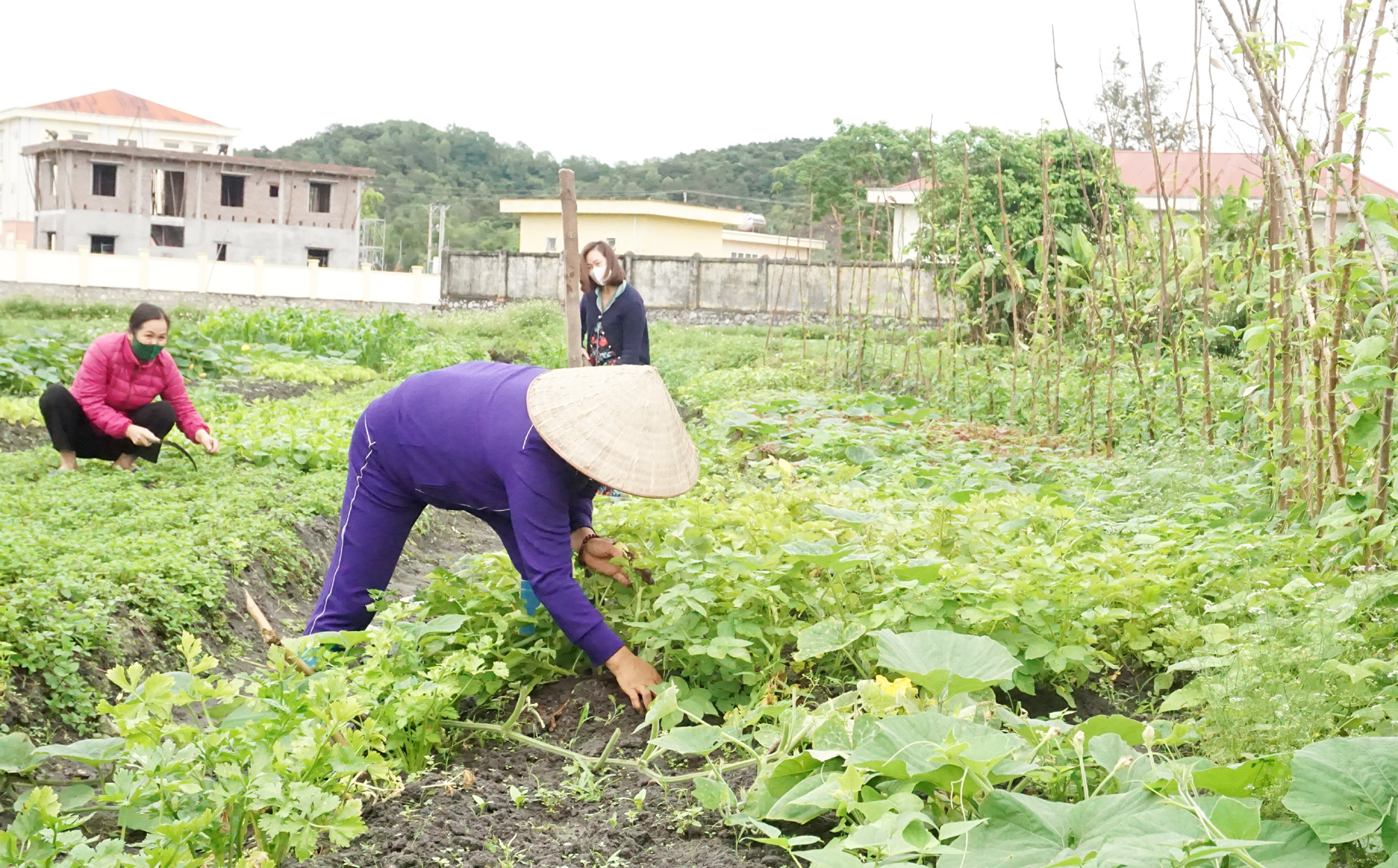 Người dân Quan Lạn trồng rau xanh, phục vụ cho nhu cầu tiêu thụ trong thời gian cách ly xã hội.
