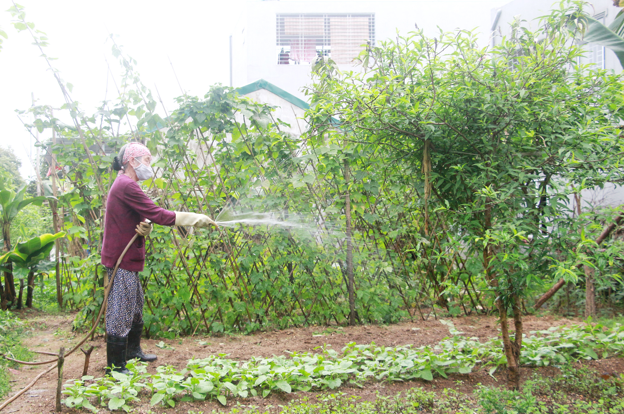 Người dân thôn 13 xã Hạ Long trồng hoa màu trên diện tích đất nông nghiệp của gia đình.