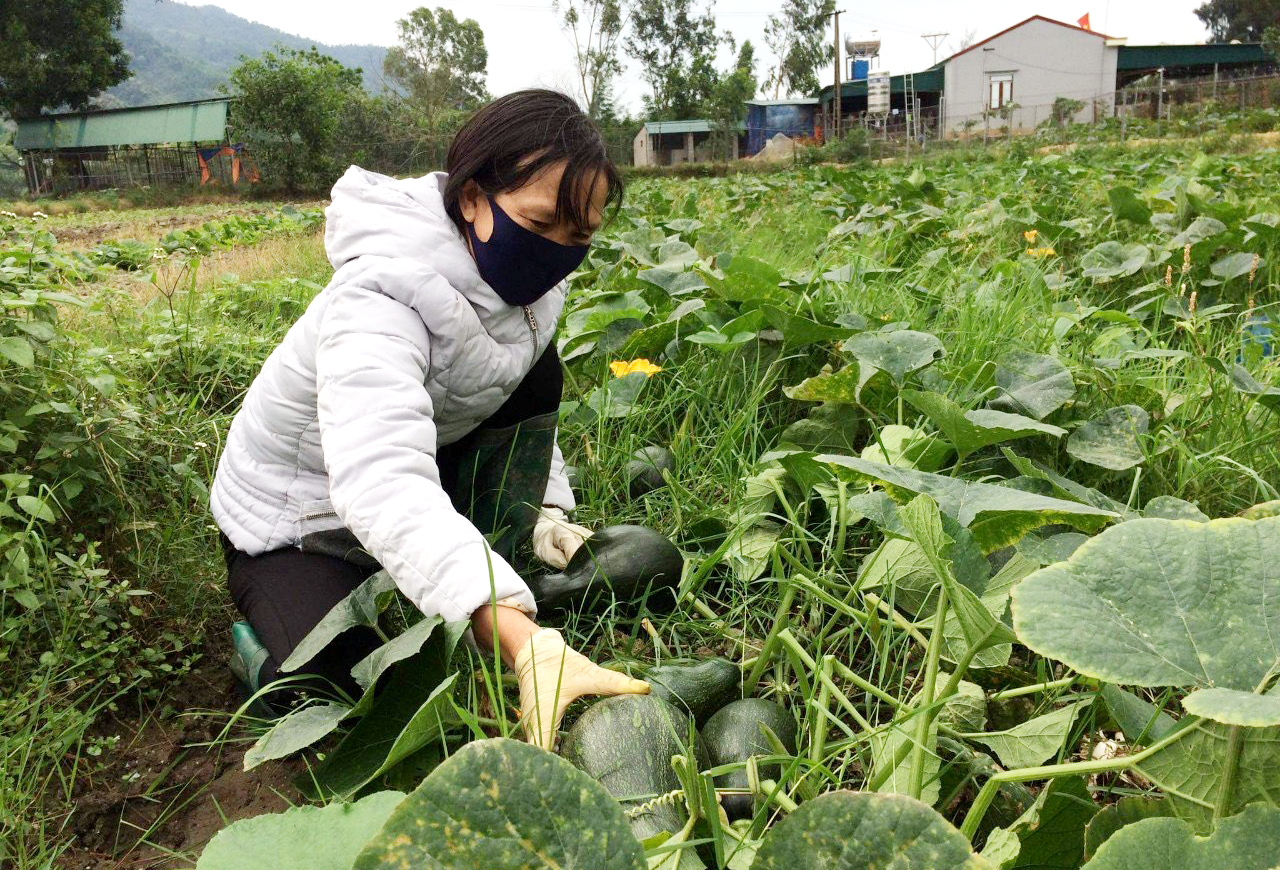 Chị Trần Thị Thúy, thôn 3, xã Hạ Long (Vân Đồn) chăm sóc vườn bí sắp cho thu hoạch. Ảnh: Mạnh Trường