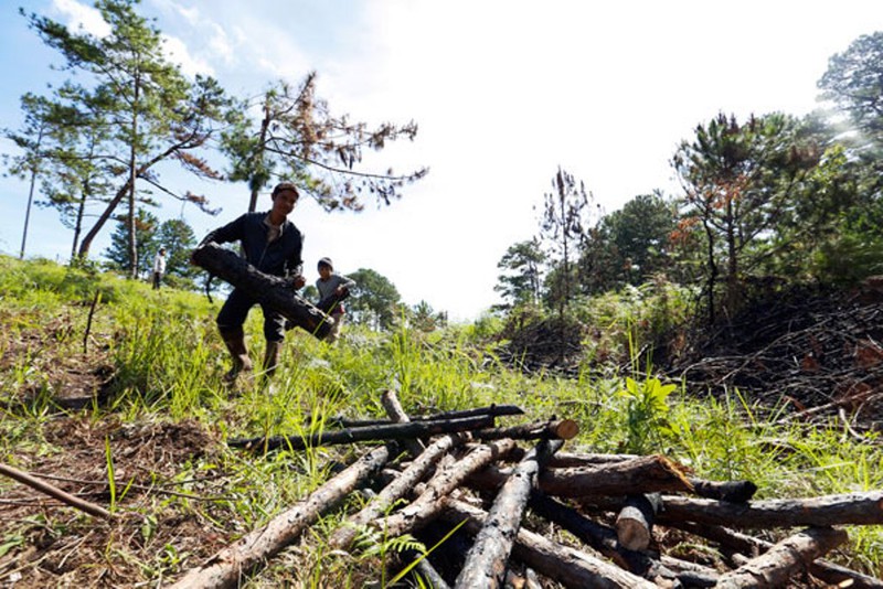  Nhiều vụ phá rừng chiếm đất tại Lâm Đồng đã bị xử phạt hành chính.