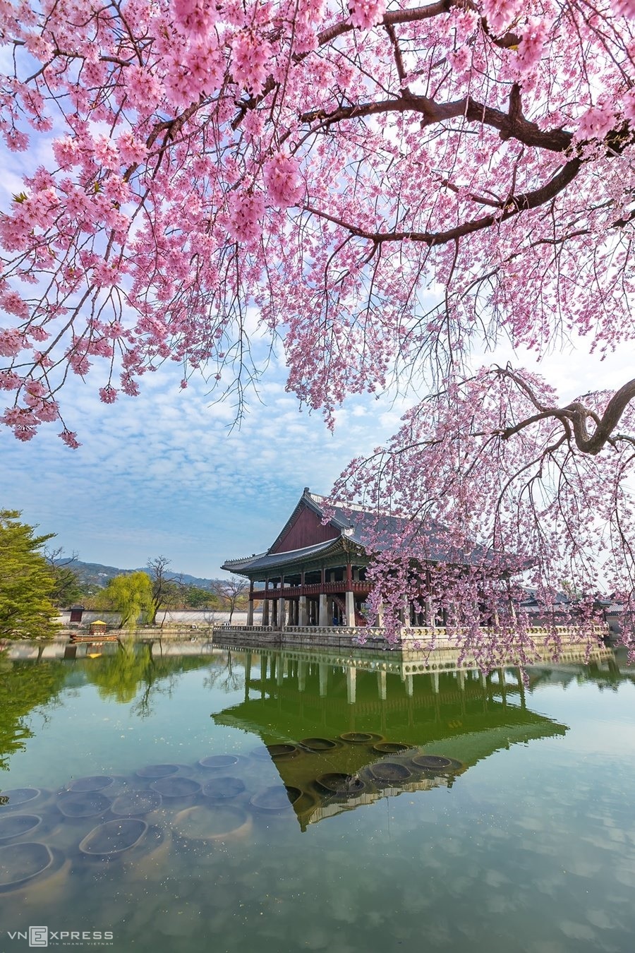 Một góc hoa anh đào khoe sắc bên hồ nước tại khuôn viên cung điện Gyeongbokgung, ngay trung tâm Seoul. Đây vốn là địa điểm ngắm và chụp ảnh hoa anh đào đông du khách nhưng năm nay vắng vẻ.  “Hôm tôi chụp trời yên gió lặng, may mắn được thiên nhiên ban tặng thêm các đám mây lơ lửng trên không, tạo nên bức tranh phong cảnh tuyệt vời tại cung điện này”, Thúy An chia sẻ.