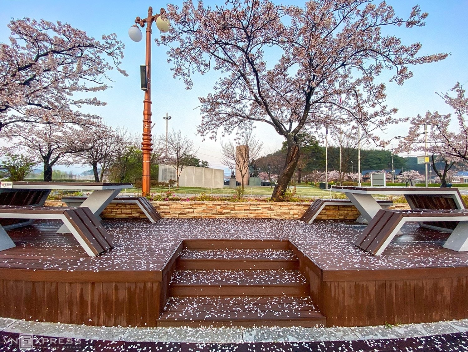 Hoa anh đào nở rộ tại công viên gần hồ Gyeongpo, thành phố Gangneung, tỉnh Gangwon trống vắng du khách. Hoa rơi đầy trên sân sau cơn mưa ngang qua. Lễ hội hoa anh đào năm nay tại Gyeongpo cũng đã hủy bỏ do Covid-19.