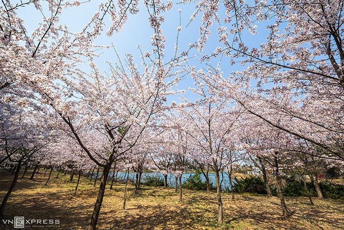 Vườn hoa anh đào rực sắc hồng nhưng vắng du khách tại Geumho, thành phố Sokcho, tỉnh Gangwon, nằm cách thủ đô Seoul khoảng 150 km về phía tây nam.