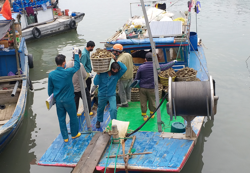 Do rớt giá, nên dù đã chính vụ, nhưng nhiều hộ nuôi hàu ở huyện Vân Đồn chỉ khai thác cầm chừng theo kiểu “bắn tỉa”. 