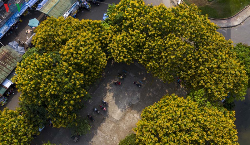 Mùa hoa này năm nay thật đẹp, cả thành phố như nhuộm cả một sắc vàng.